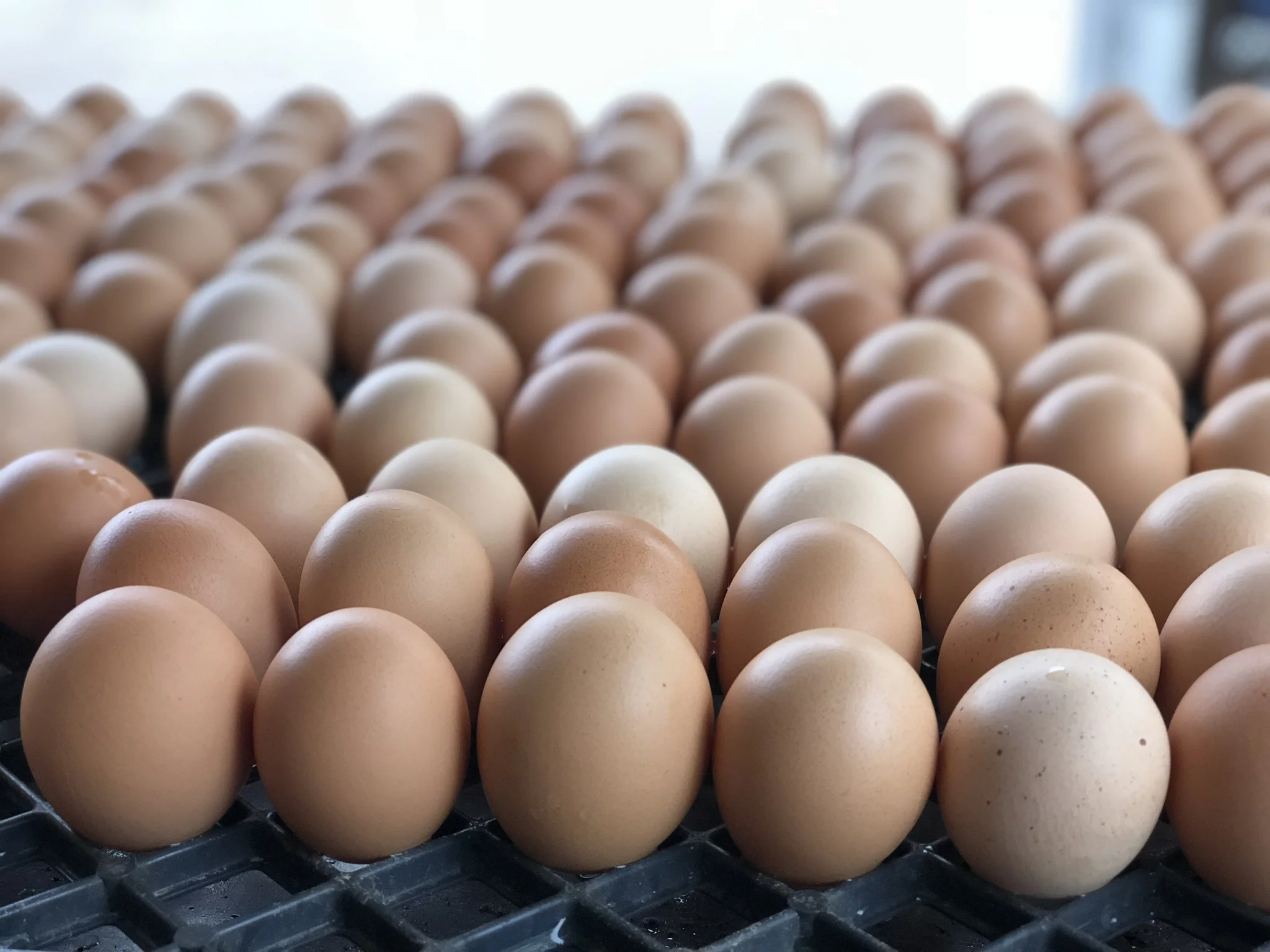 Products &mdash; Humble Roots Farm