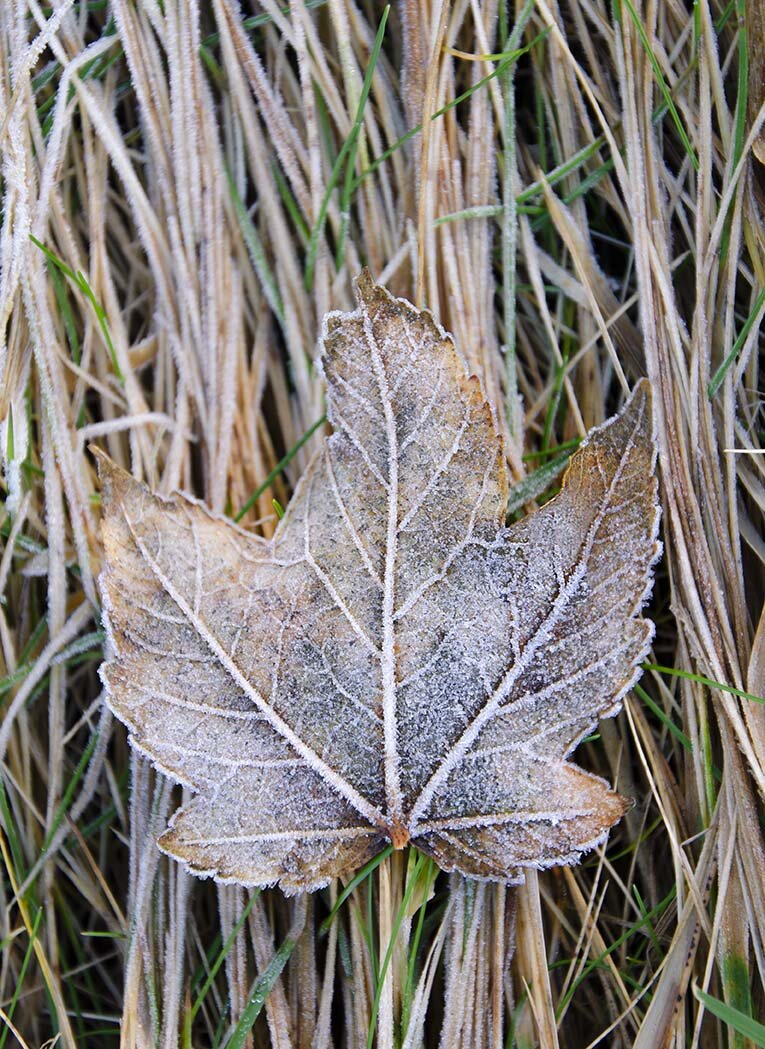 Frozen_Leaf_2.jpg