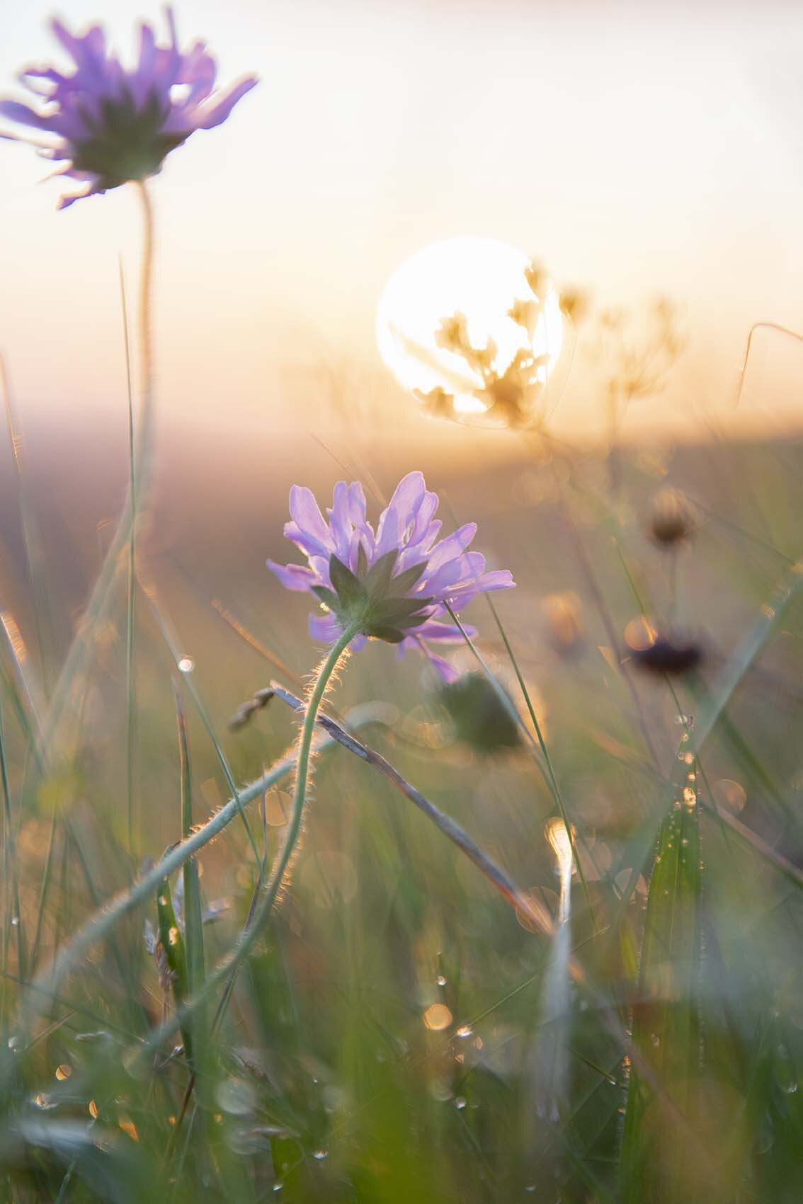 South_Downs_Flower.jpg