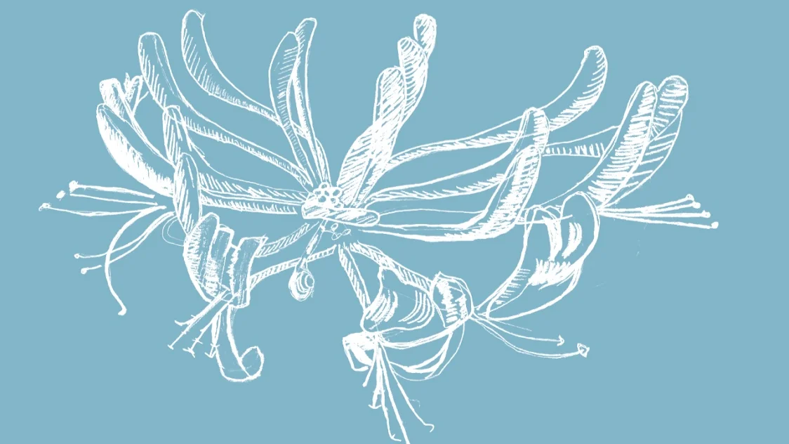 2.honeysuckle-blue background and white lines.png