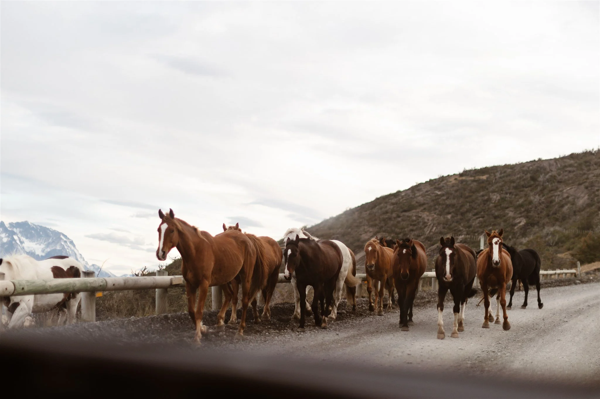 A moment on the road where a herd of wild horses travel down the road, coming at the camera. They range from white with brown spots, cinnamon brown, and dark brown in color.