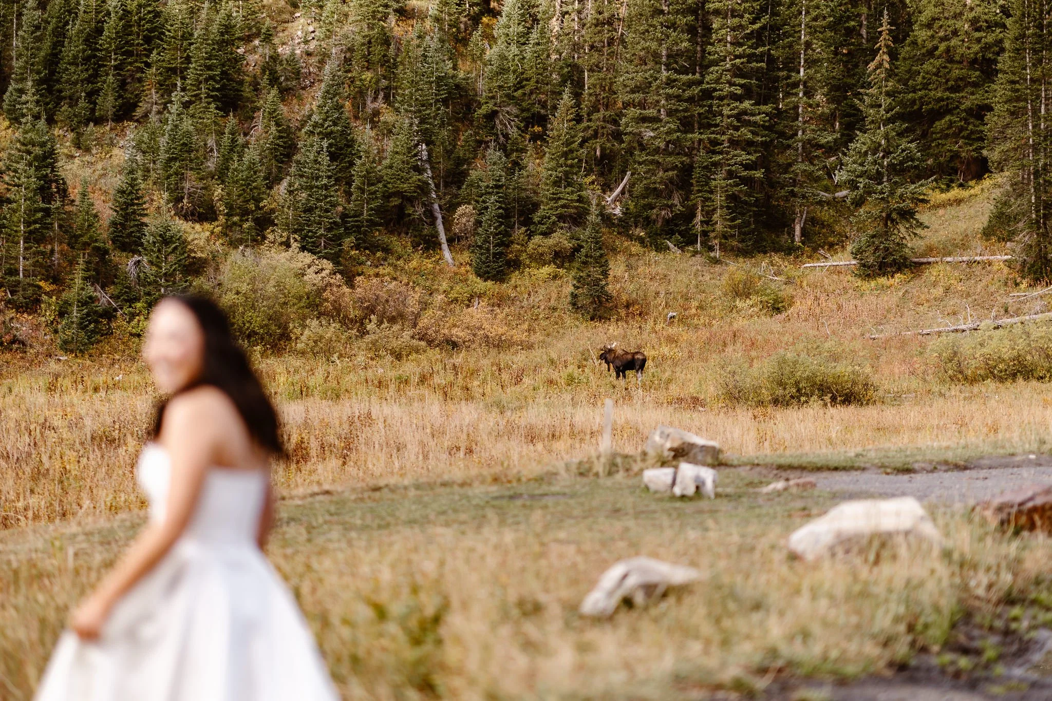 A blurry bride smiling in the foreground, as the photo focuses on the large, brown moose in the background. Behind the moose is a sea of evergreen trees.