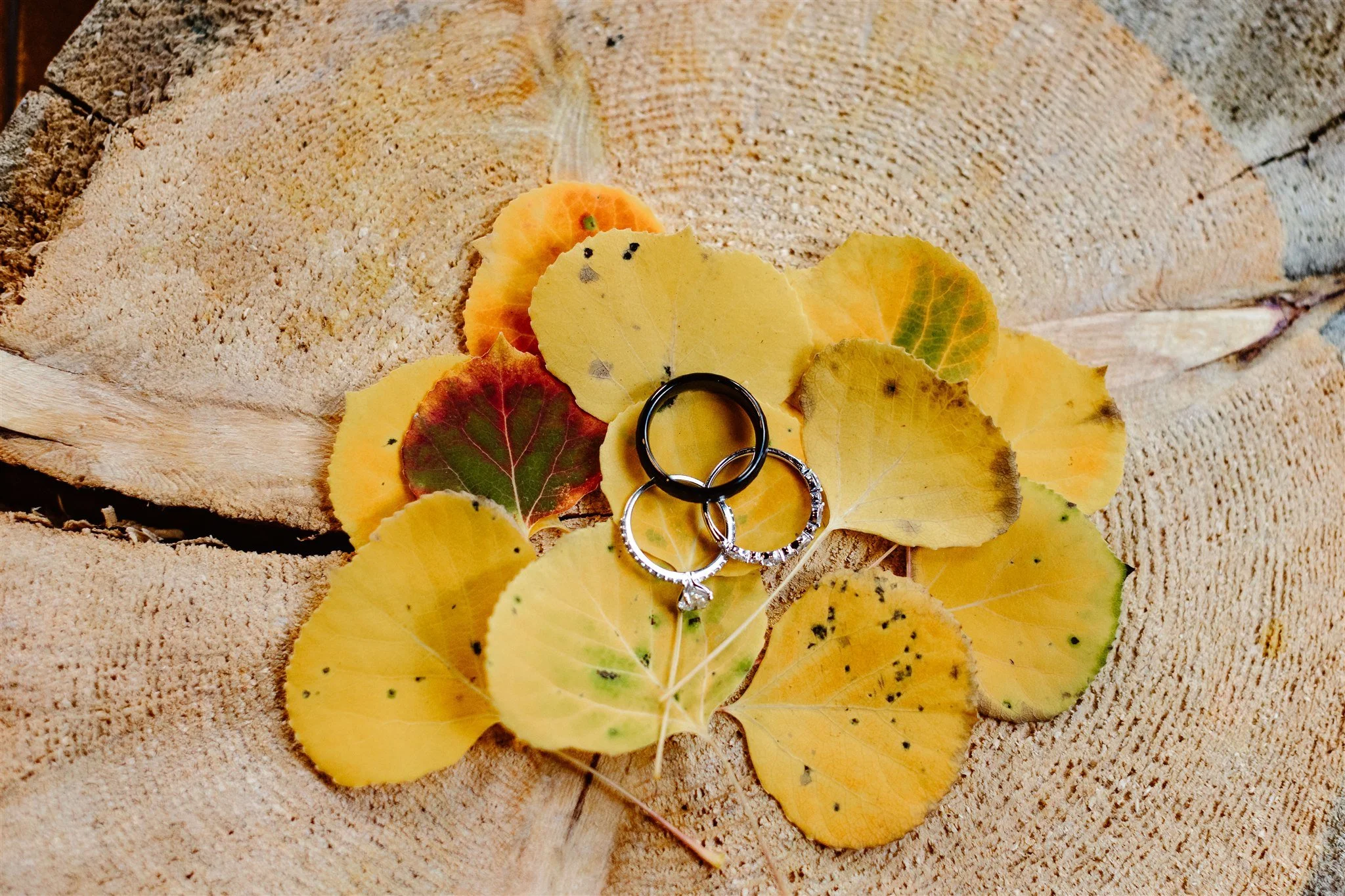 A close up photo of the bride and groom's rings placed on bright yellow aspen leaves, all sitting on a slice of wood. An homage to the apsen tree theme that is present throughout their wedding photos.