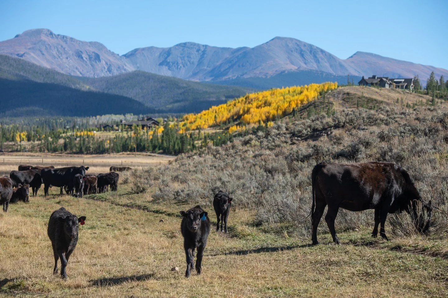 On a clear fall afternoon, the mountains are seen in the background while the bright yellow aspen trees fill the ground below next to the huge building in the distance, accompanied by black cows that gather near the hillside.