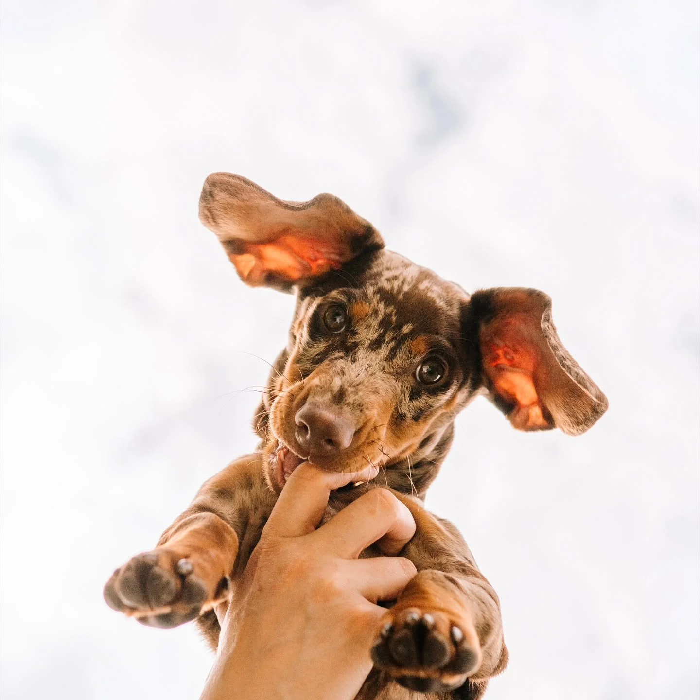 Vous me demandez souvent si votre toutou peut &ecirc;tre de la partie lors de la s&eacute;ance photo:

- OUIIII (mais attendez vous &agrave; ce que je lui parle comme &agrave; un gosse et que je le caresse 2638483 fois).

- il faut qu'il ait un minim