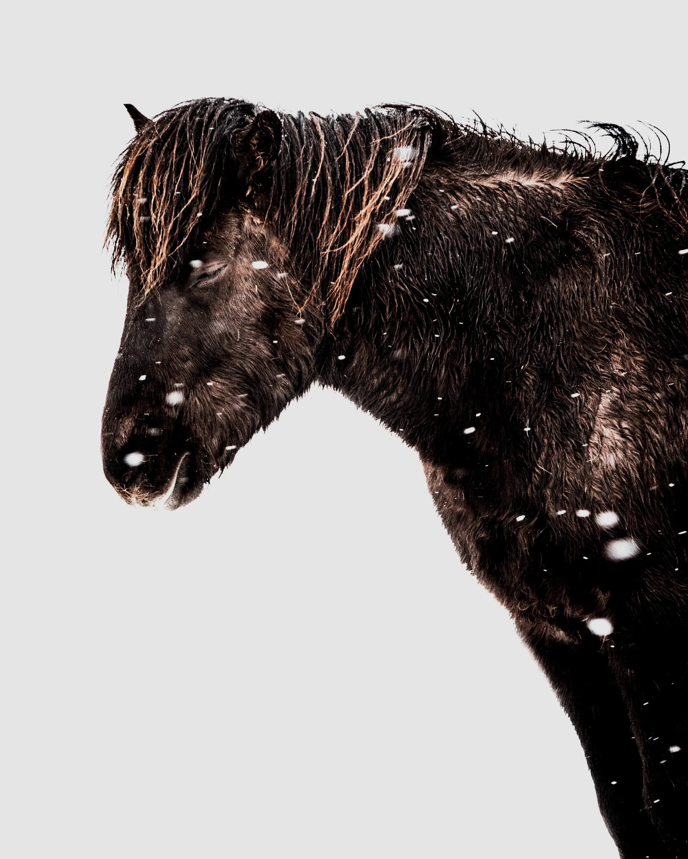 animal-animal-photography-cold-1315701.jpg