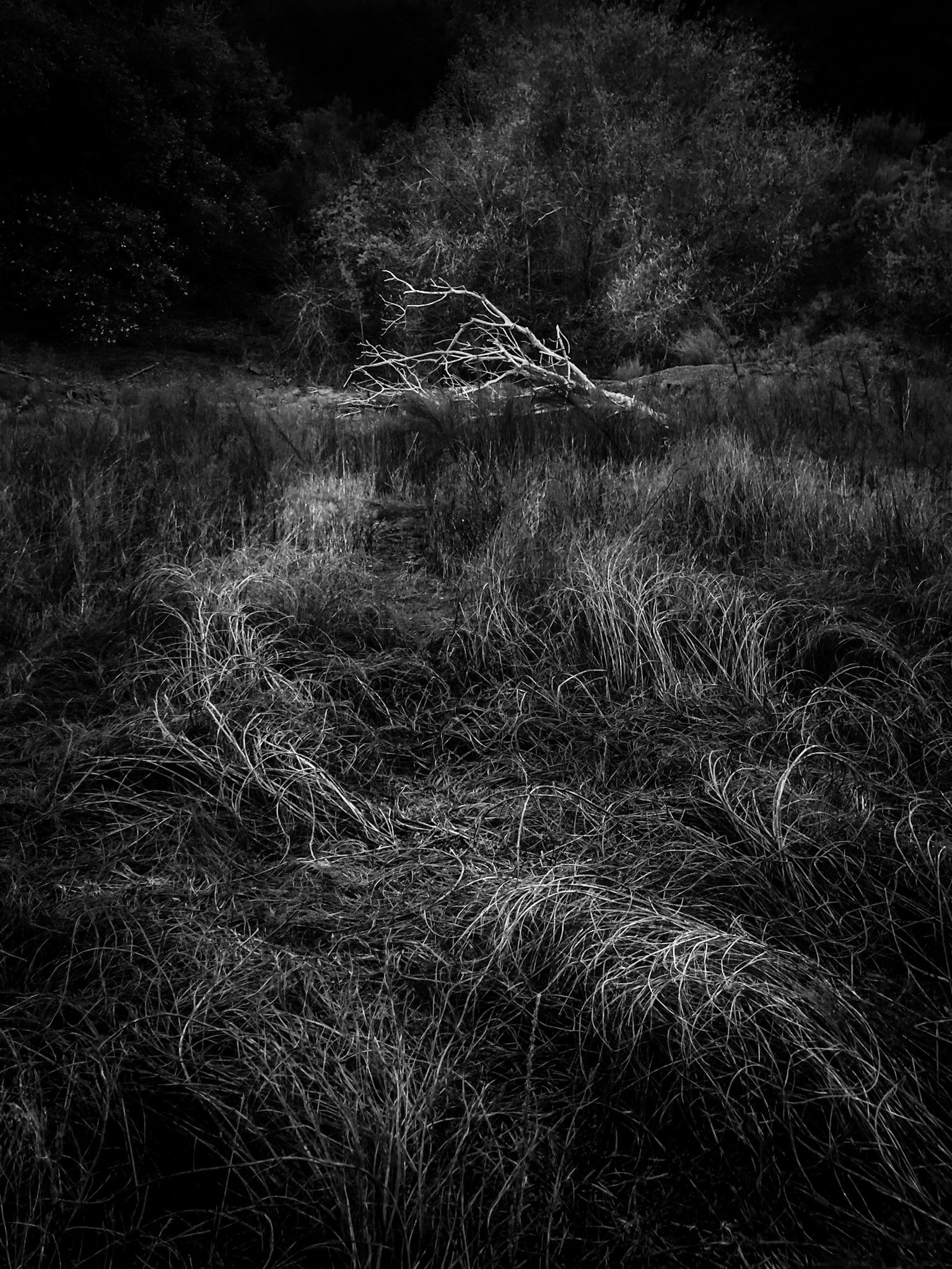Deadwood and Weeds on the Upper Lakebed