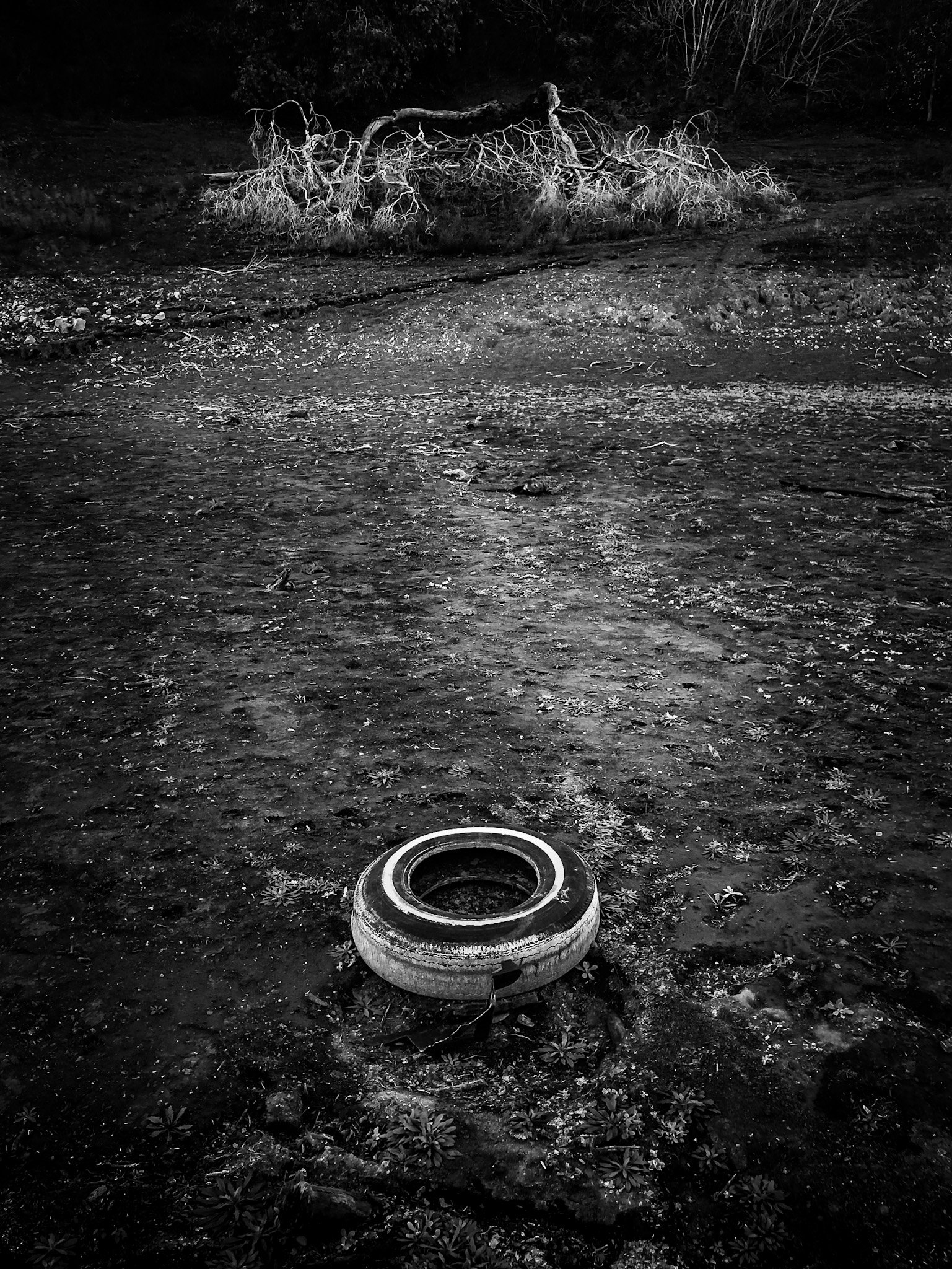 Old Tire and Driftwood by the Picnic Area