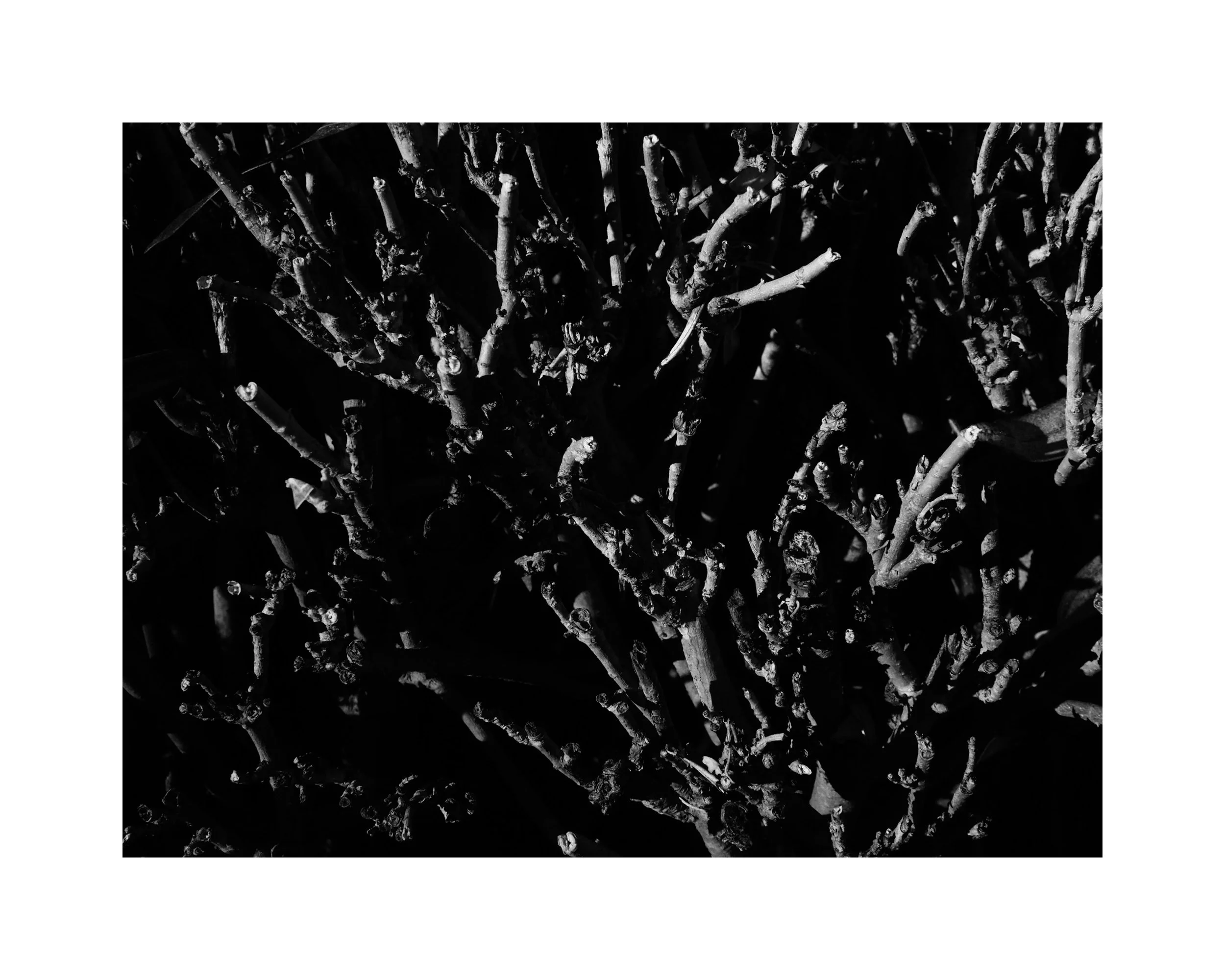 Hedge Along the Cemetery