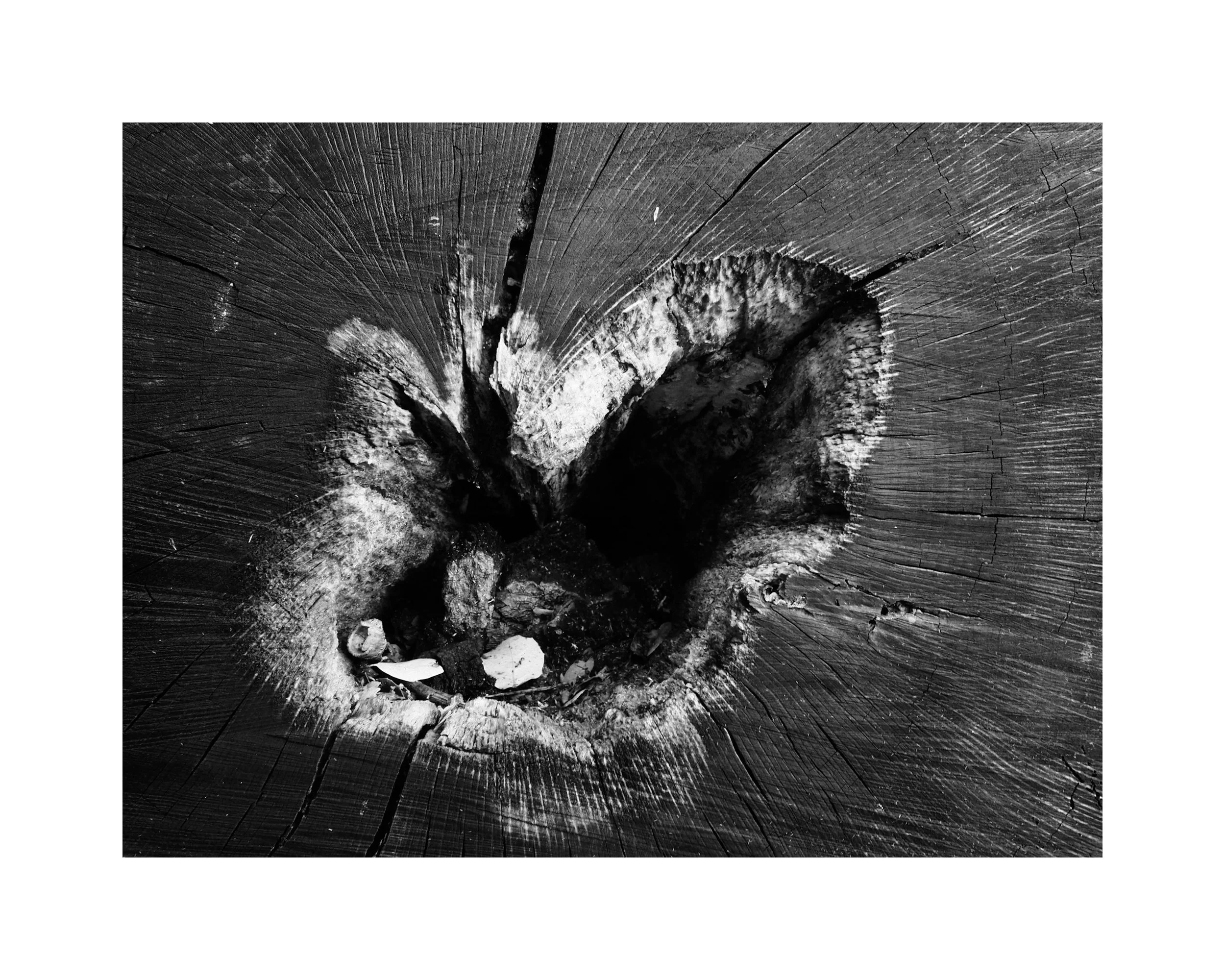 Hollow Tree Trunk, Slab-Cut