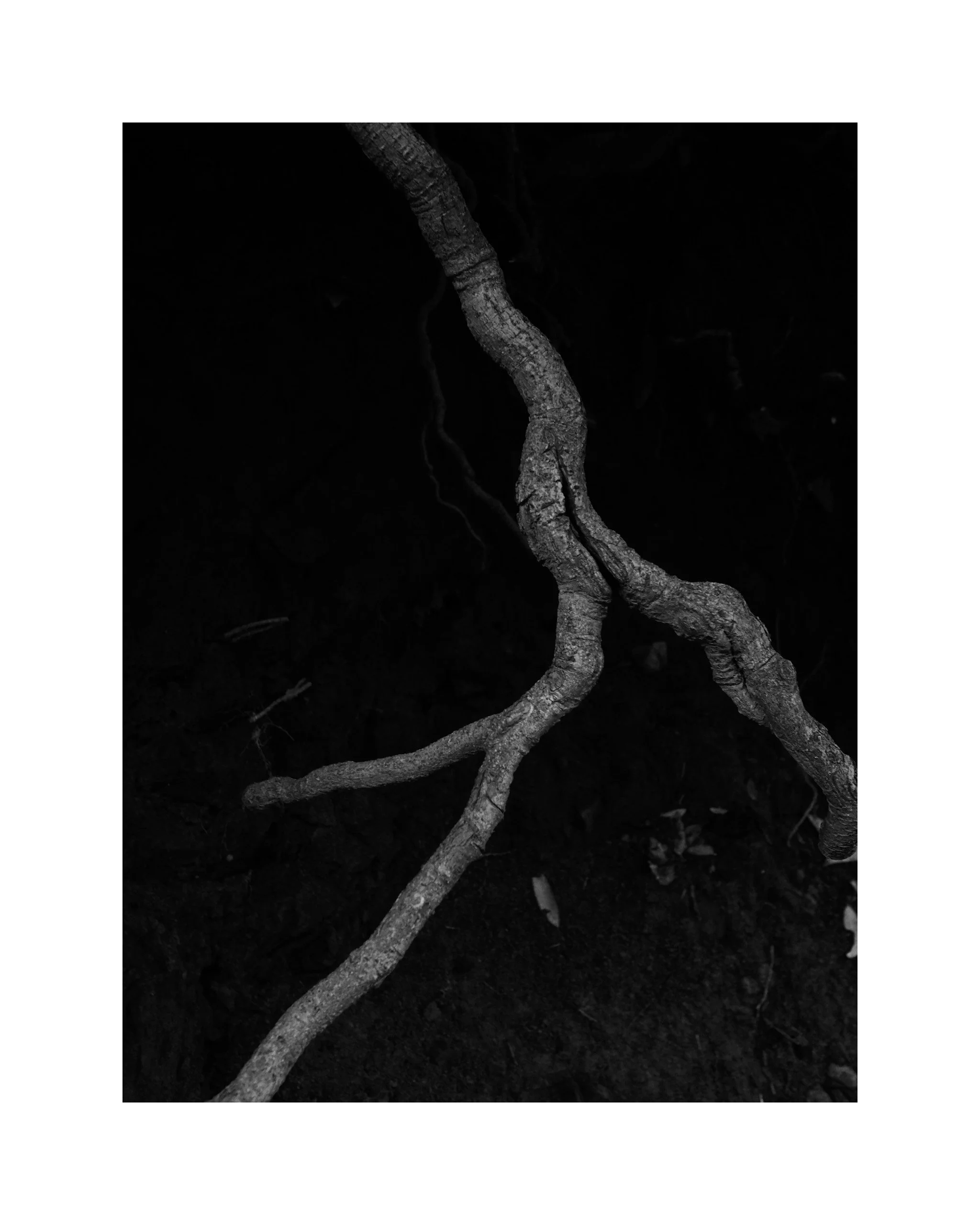 Tree Roots in Shadow