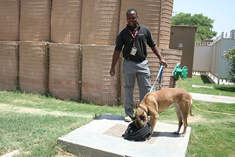 Detection-Dogs.jpg
