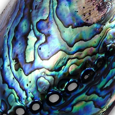 Abalone.jpg