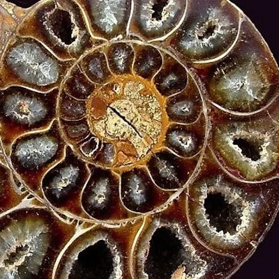 Ammonite .jpg