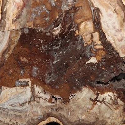 Petrified Wood.jpg