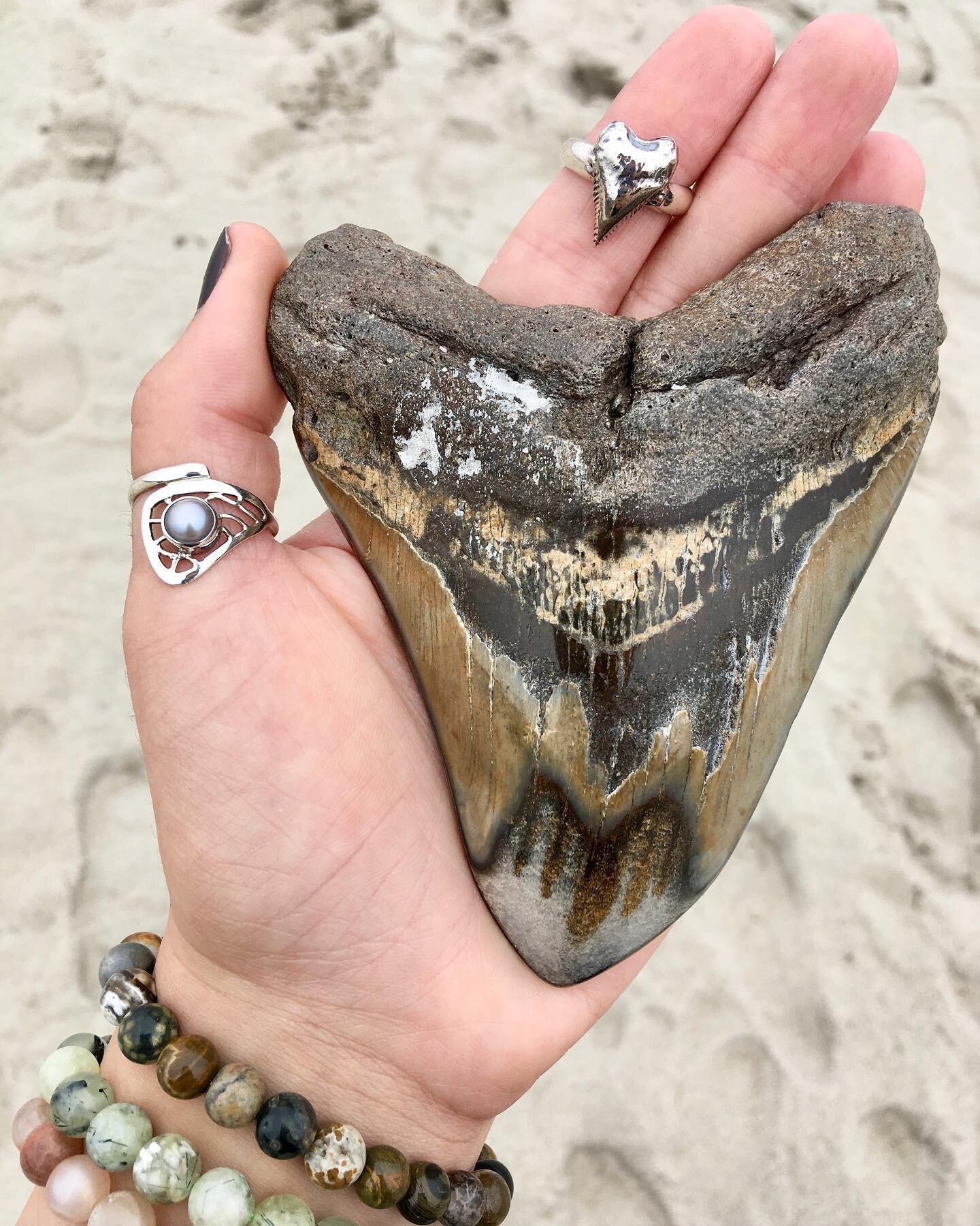 Shark bait! Hoo ha ha!🦈

Kicking off our Hampton store takeover with this MASSIVE Megalodon tooth for shark week! 🌊

Comment some items you&rsquo;d like to see us feature or to claim any piece in this pic 🐚

Megalodon Tooth - $300
Shark Tooth Ring