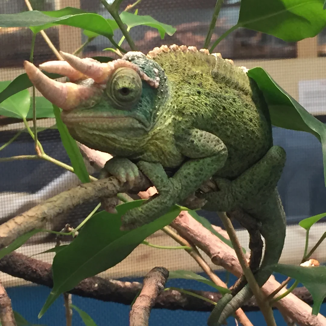 chameleon 1080.jpg