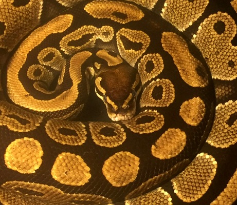 ball+python+no+background.jpg