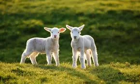 lambs.jpeg