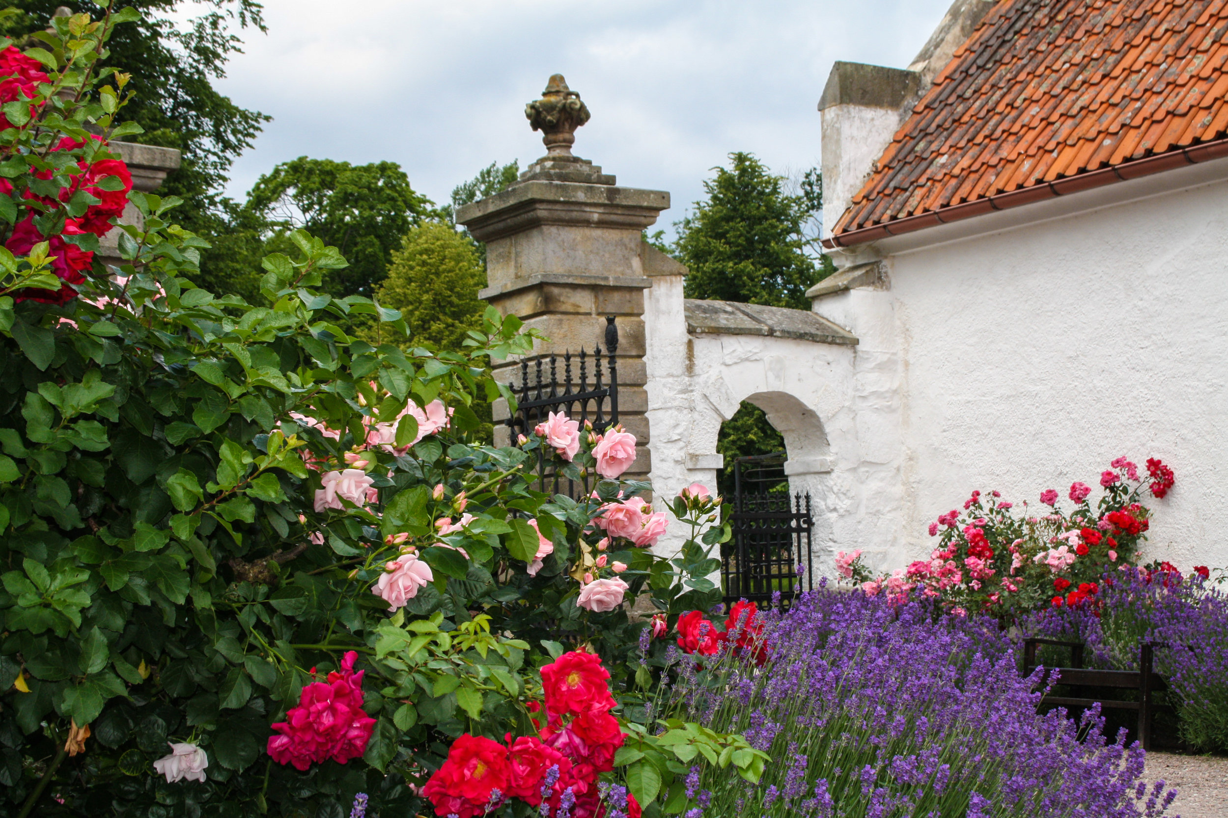  In the Court Yard, roses bloom among lavender, framed in by box hedges. 