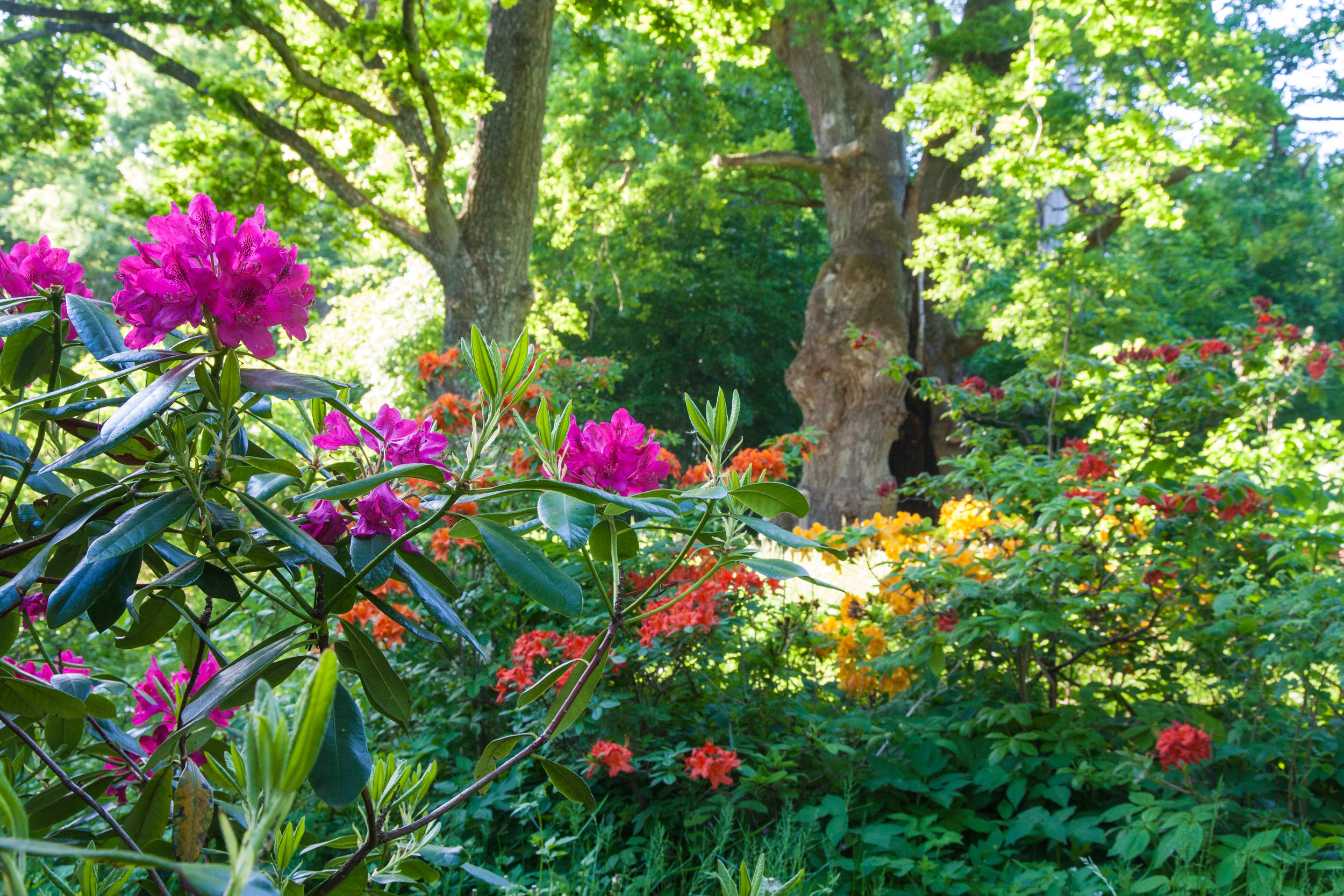  Rhododendren &amp; Azaleen unterhalb der tausendjährigen Eiche 