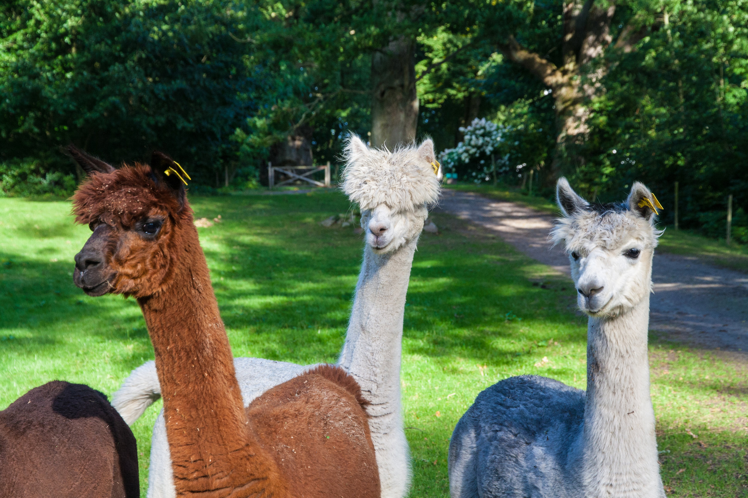  Curious alpacas keep an eye on things - and visitors - in the park. 