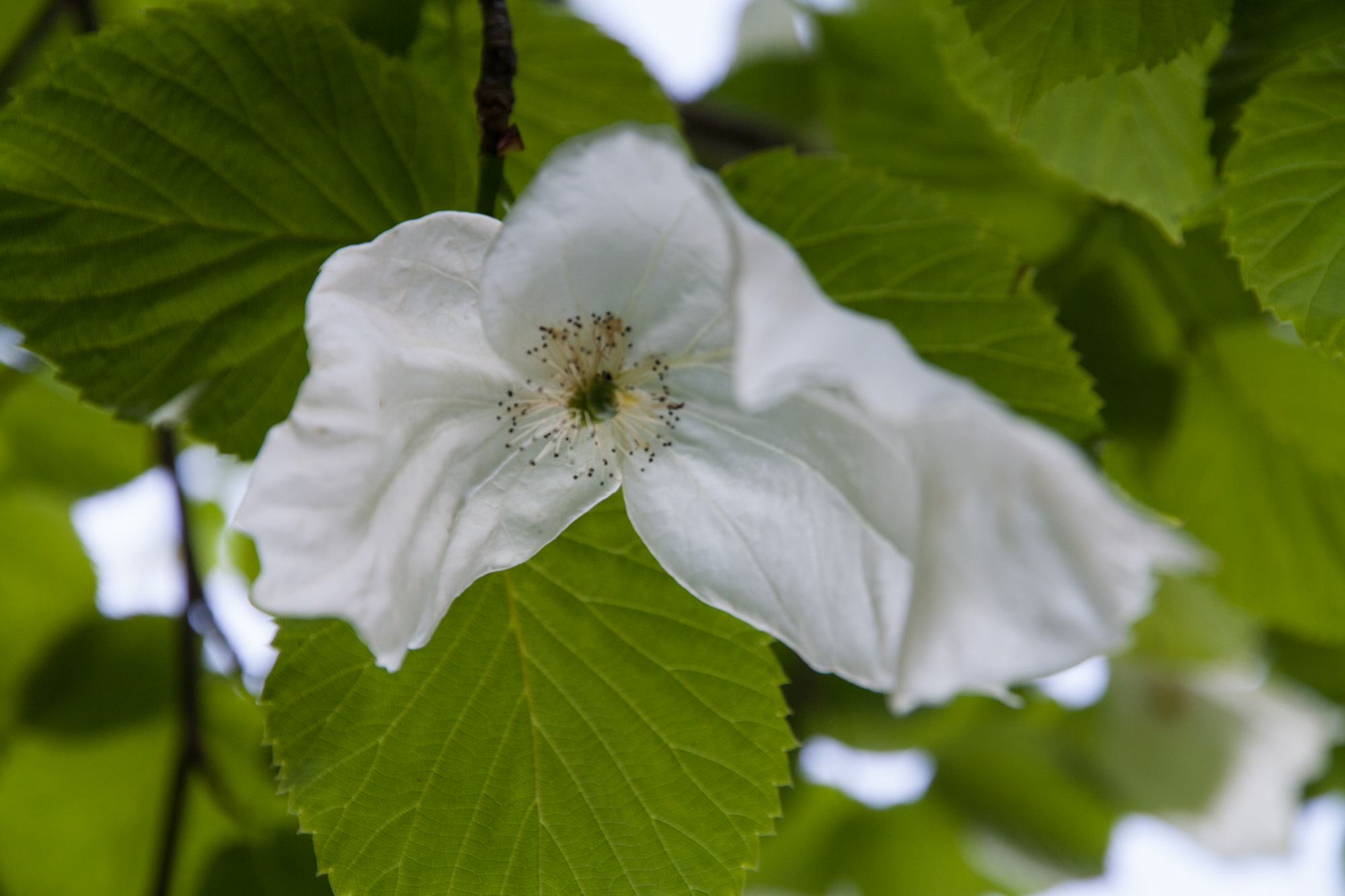   Davidia involucrata , the ‘Handkerchief Tree’ or ‘Ghost Tree’, blooms in May. 