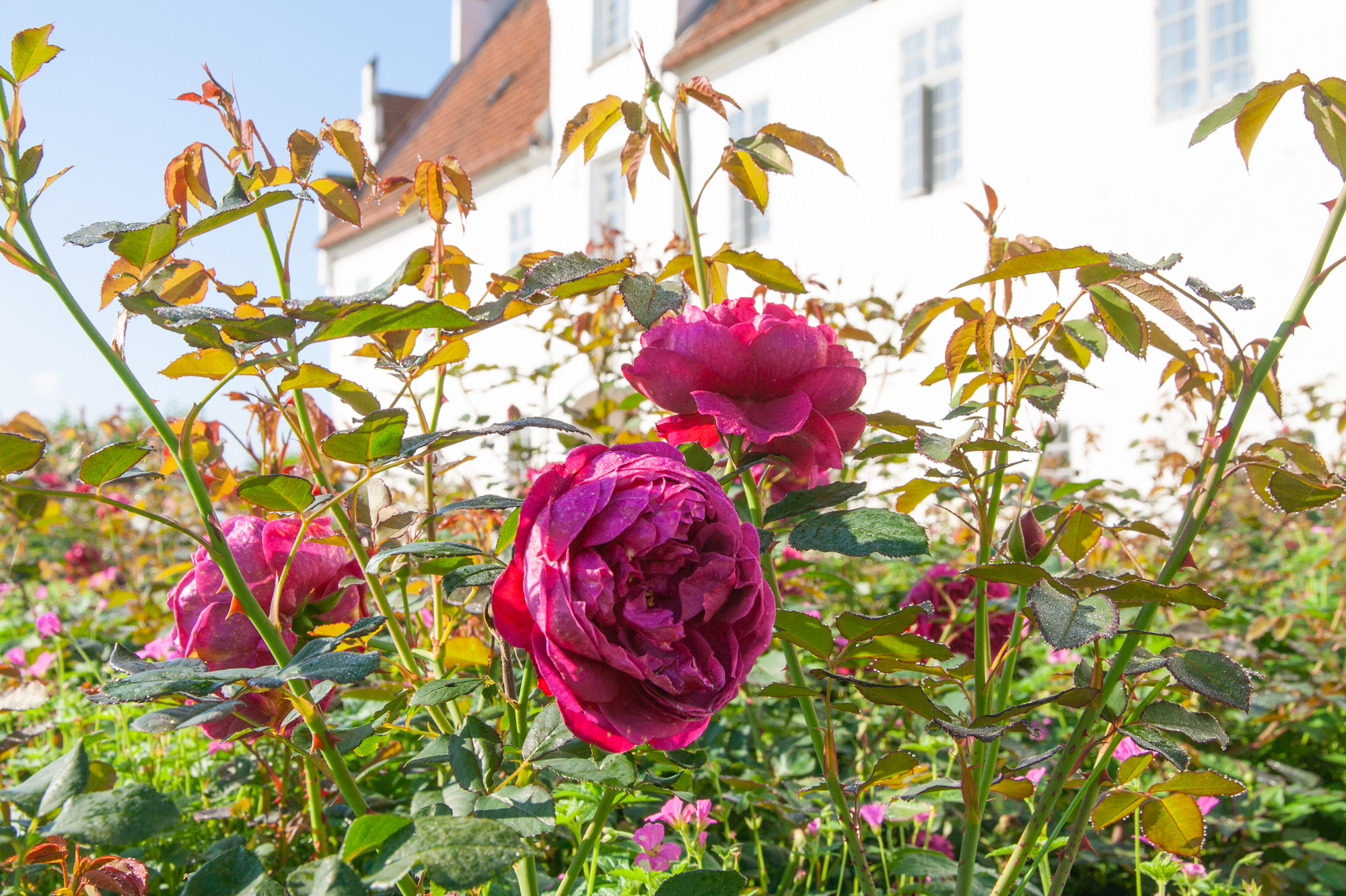  Der Rosengarten bietet eine Auswahl von englischen Austen Rosen und dänischen Old Roses an.  