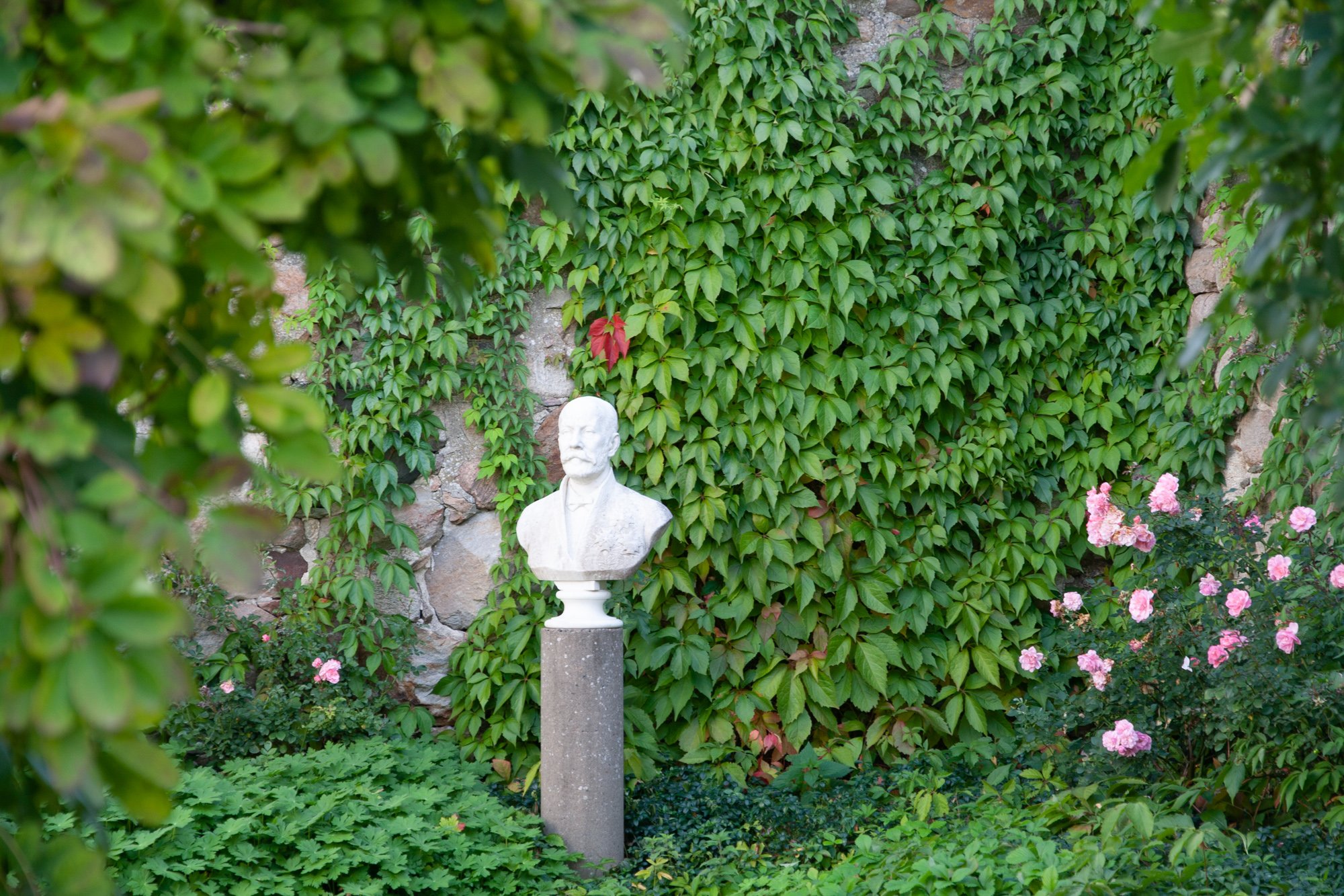  Im Gedenkhof, können Sie die Rose ‘Stenchen’, umgenannt in ‘Bosjökloster’ finden. Sie blüht hier seit 1908.  