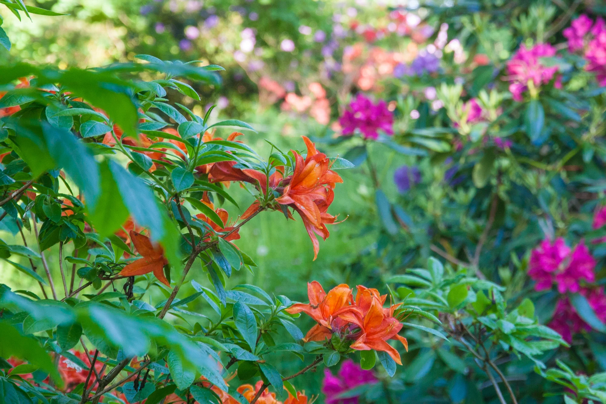 azalea-bosjokloster.jpg