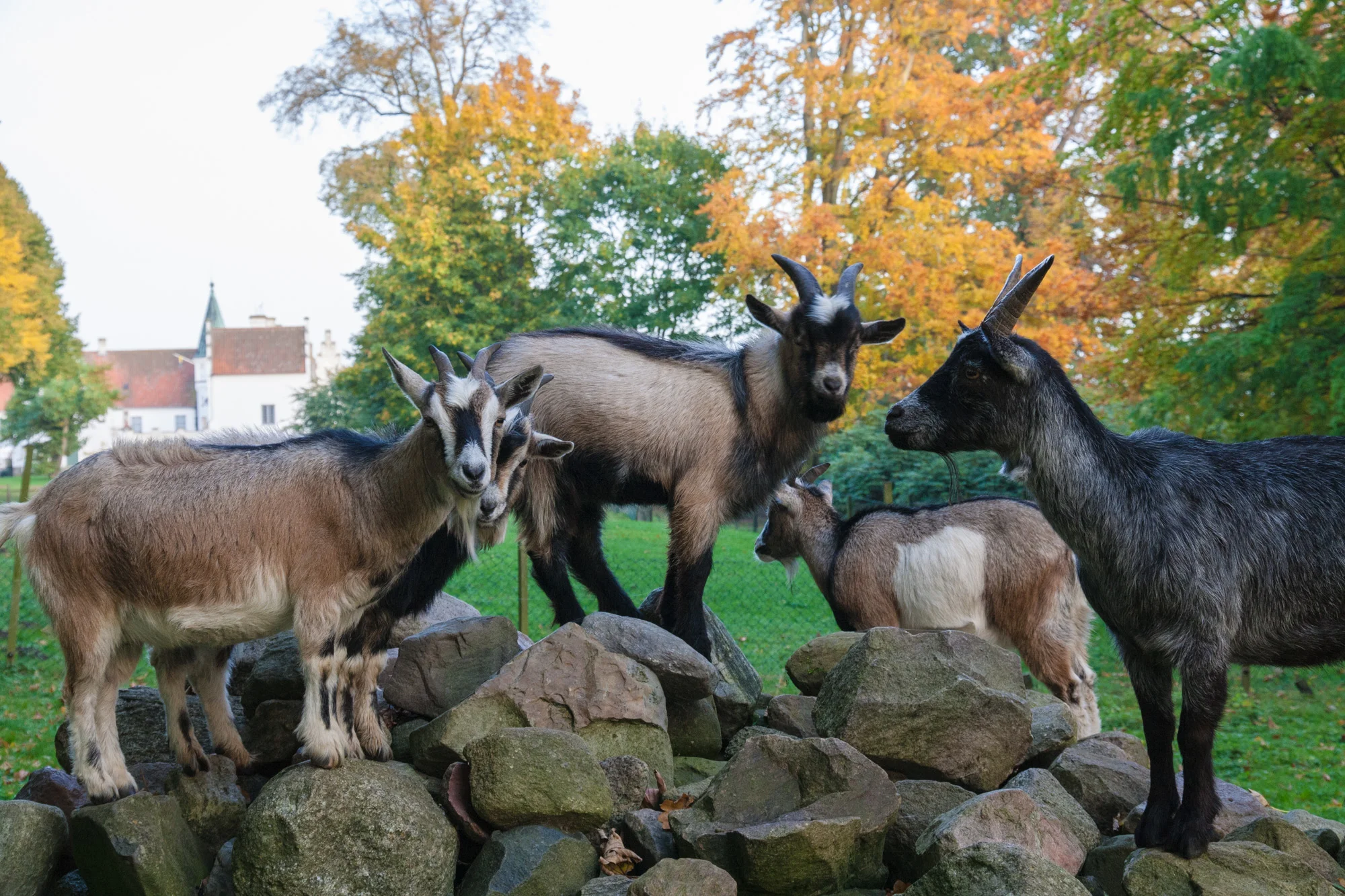 goats-bosjokloster.jpg