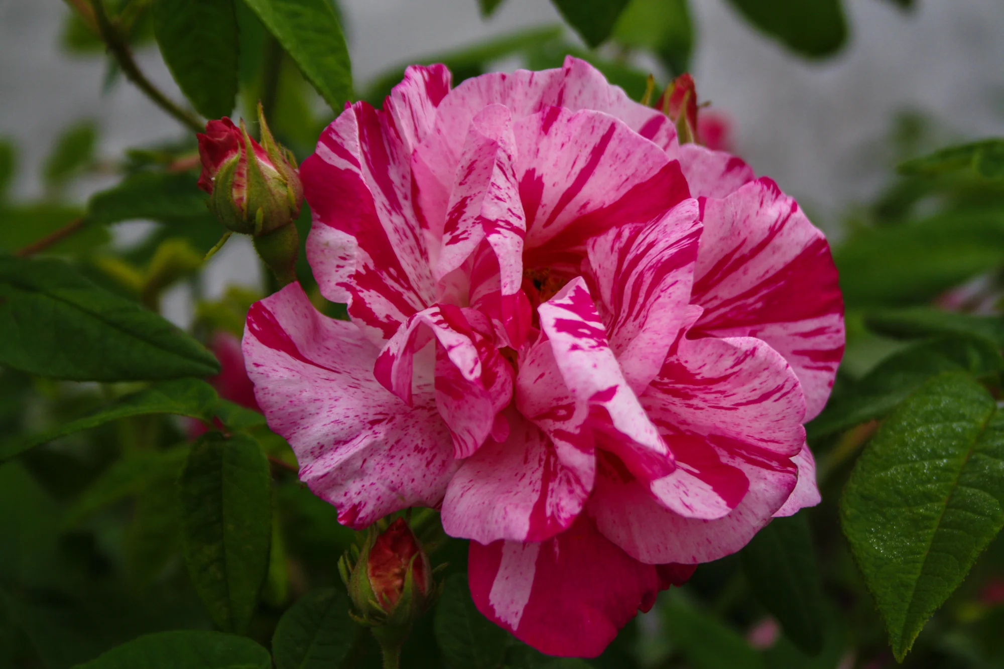 rose-bosjokloster.jpg