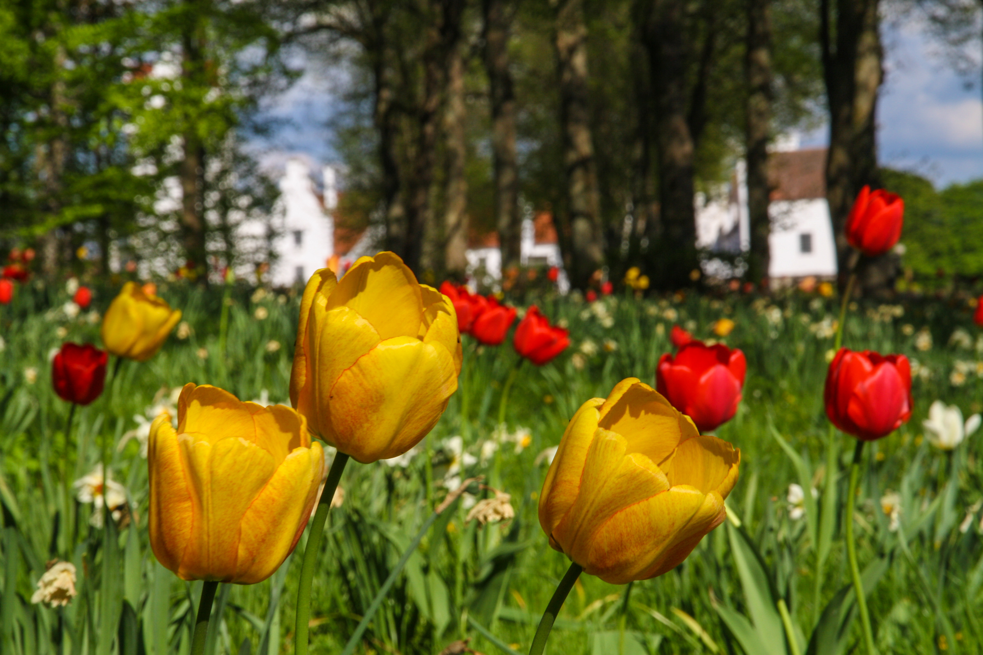 tulip-flield.jpg