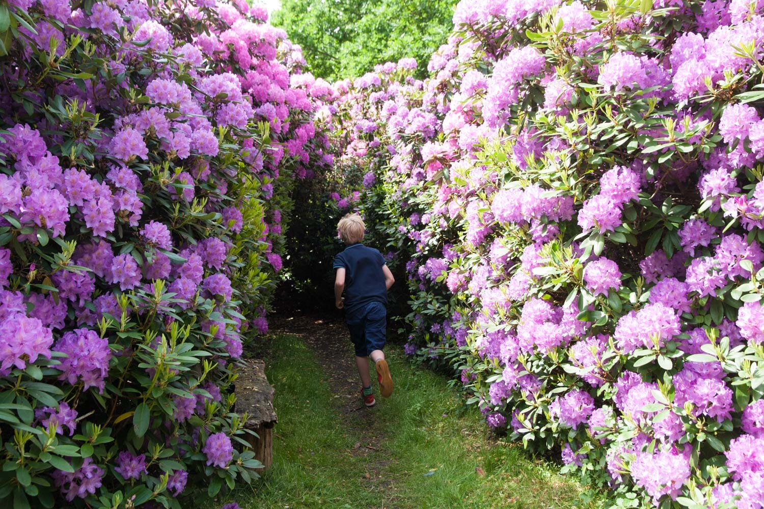 rhododendron-bosjokloster.jpg