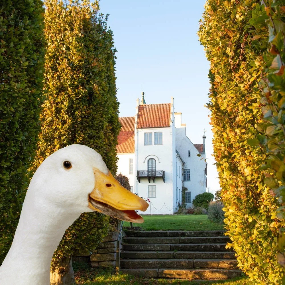 När det bjuds på gåsamiddag här på Bosjökloster är det förstås skånska gäss – från Björn och Maria Olssons familjeföretag Viking Fågel i Össjö, utanf&ou