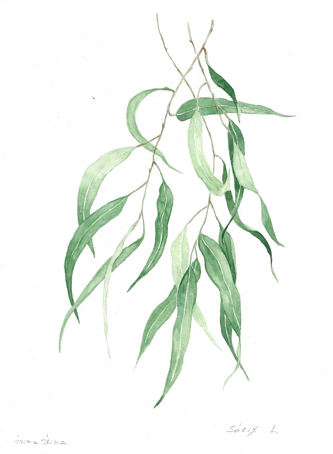 Salix.jpg