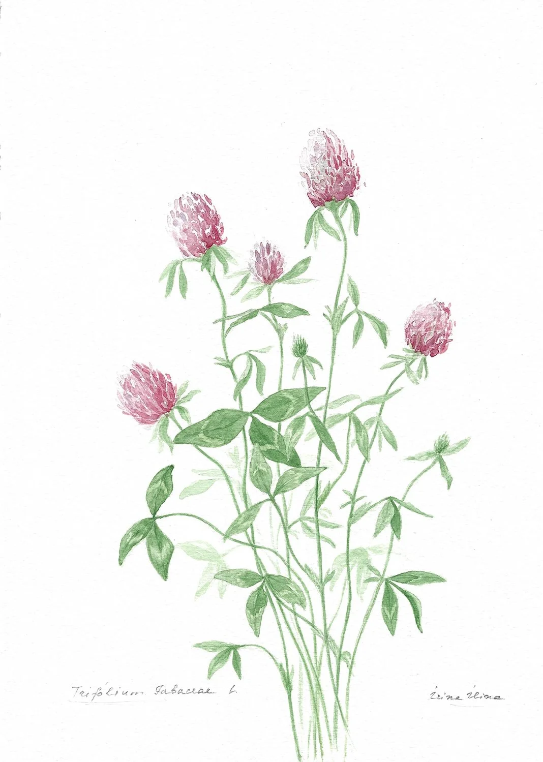 Clover.jpg