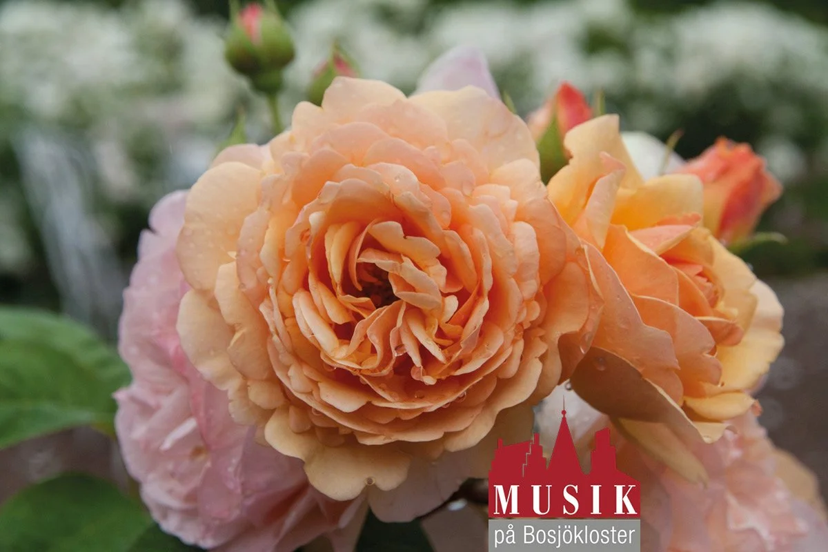 Musik på Bosjökloster - Operagala med Susanna Andersson