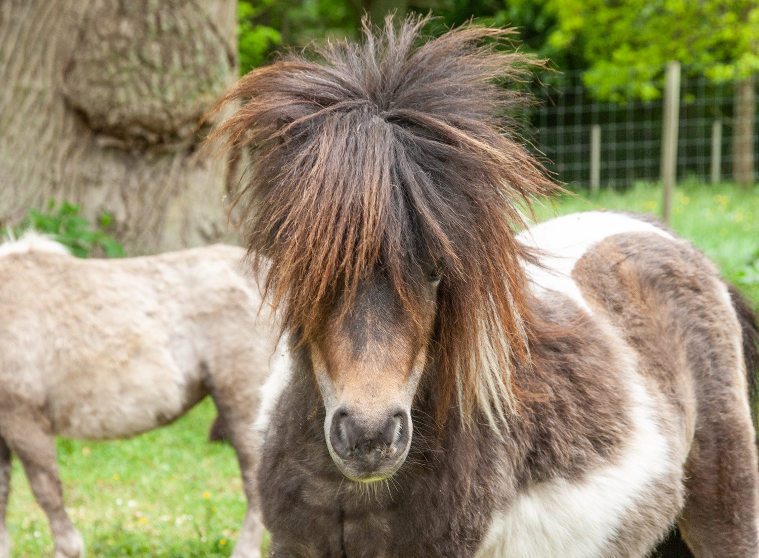 Shetland Syds utställning Bosjöklosterpokalen