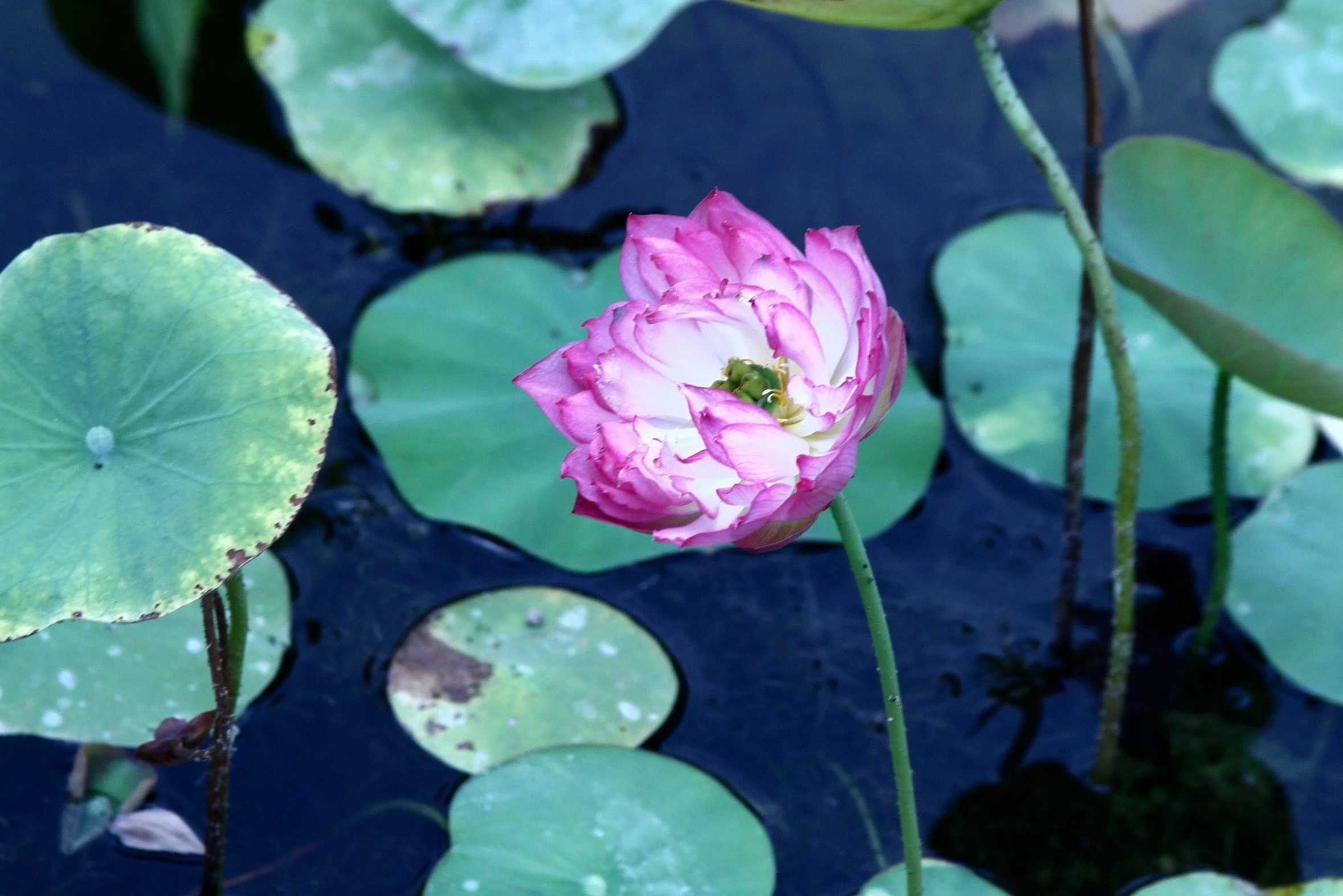  Pink lotus 1.jpg