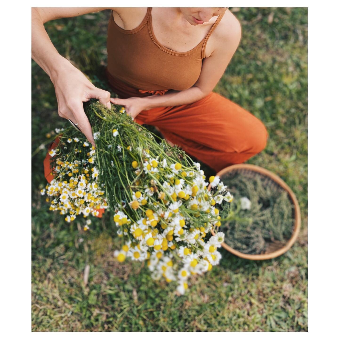 Todos los d&iacute;as quiero besar la Tierra y darle gracias.

🌿viviendo en el campo, escuchando carriquis, barranqueros, gallinas, gallos y vacas, las manos marcadas por el recuerdo de cosechas y siembras, trabajando en equipo con las plantas y tam