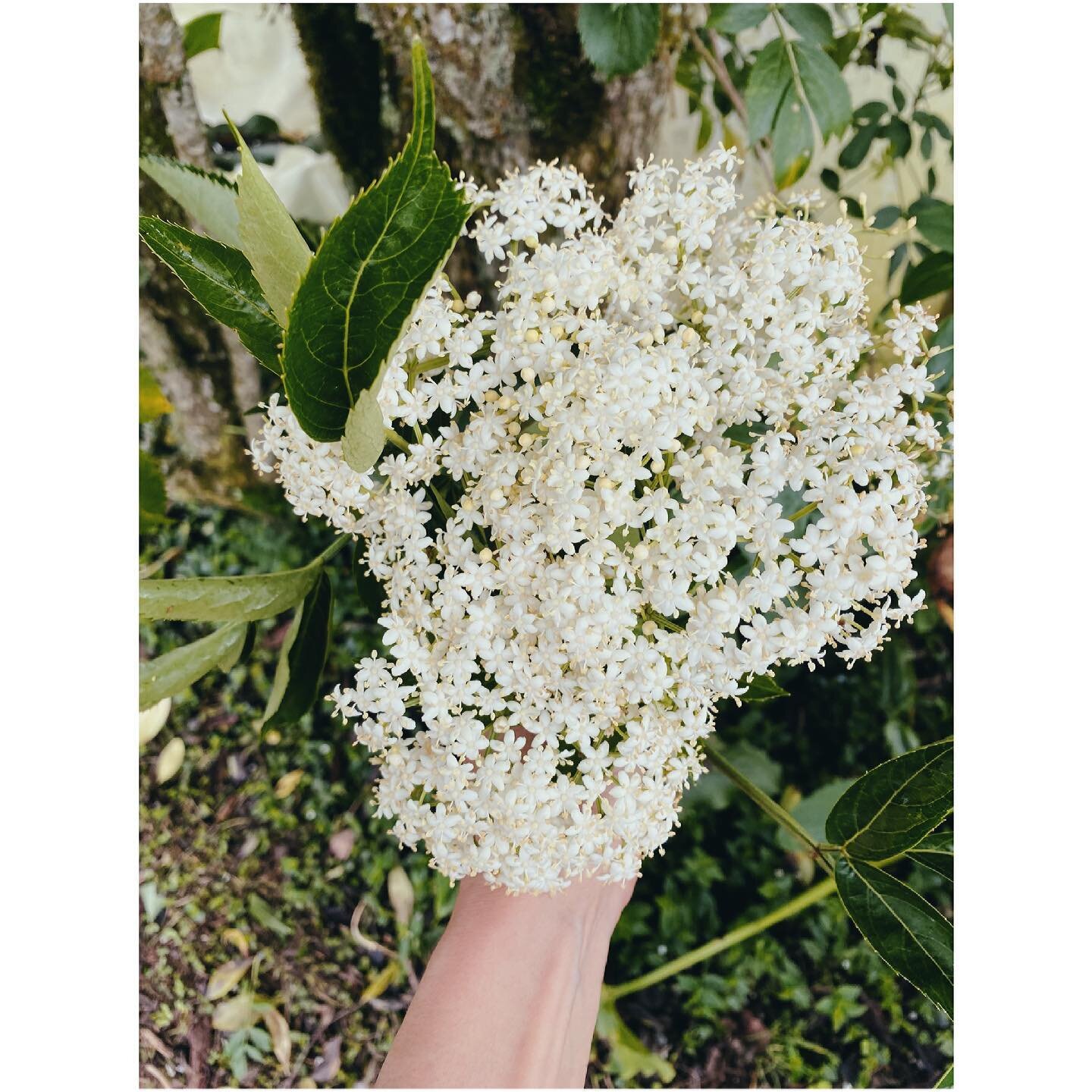 Recolectando la savia en todo su esplendor~ horas despu&eacute;s de la absoluta m&aacute;gica Luna llena en Virgo🌝

Sambucus Nigra #elderflower