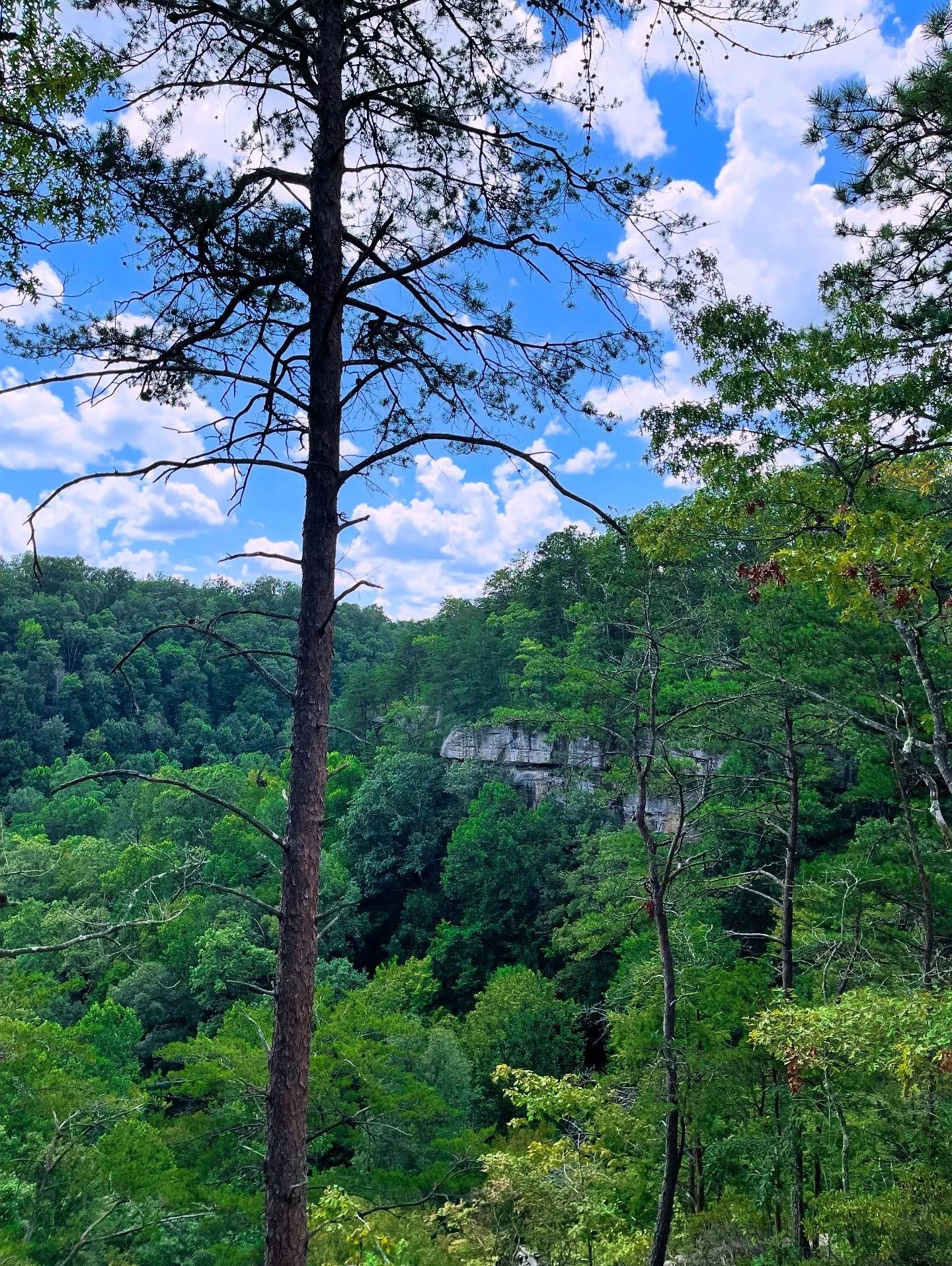 Dappled Light View.JPG