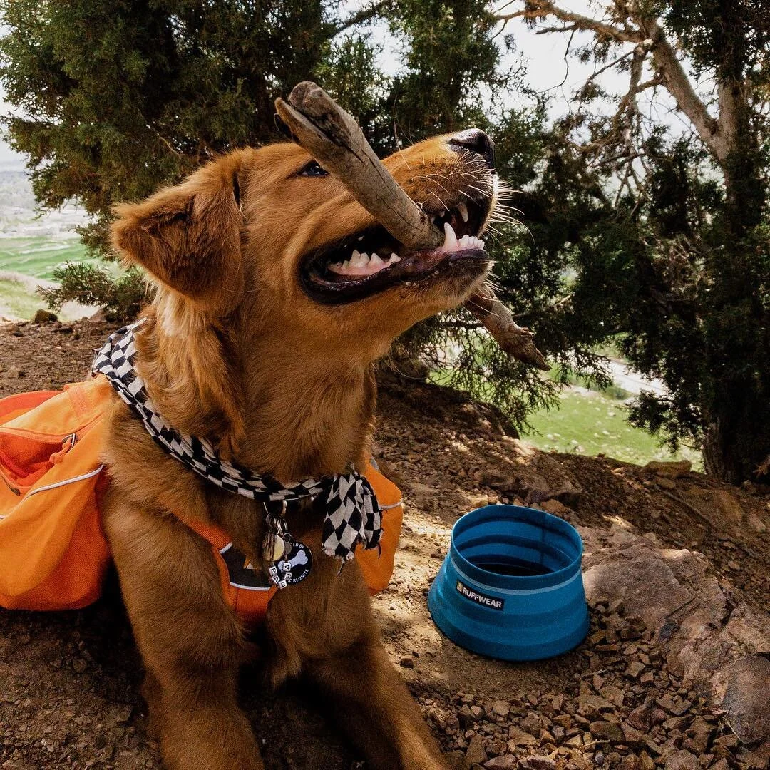 First hike was a success! Sunburn and all haha Our little pup is learning to hike in his necessities, like his stick,  with our @ruffwear dog backpack.