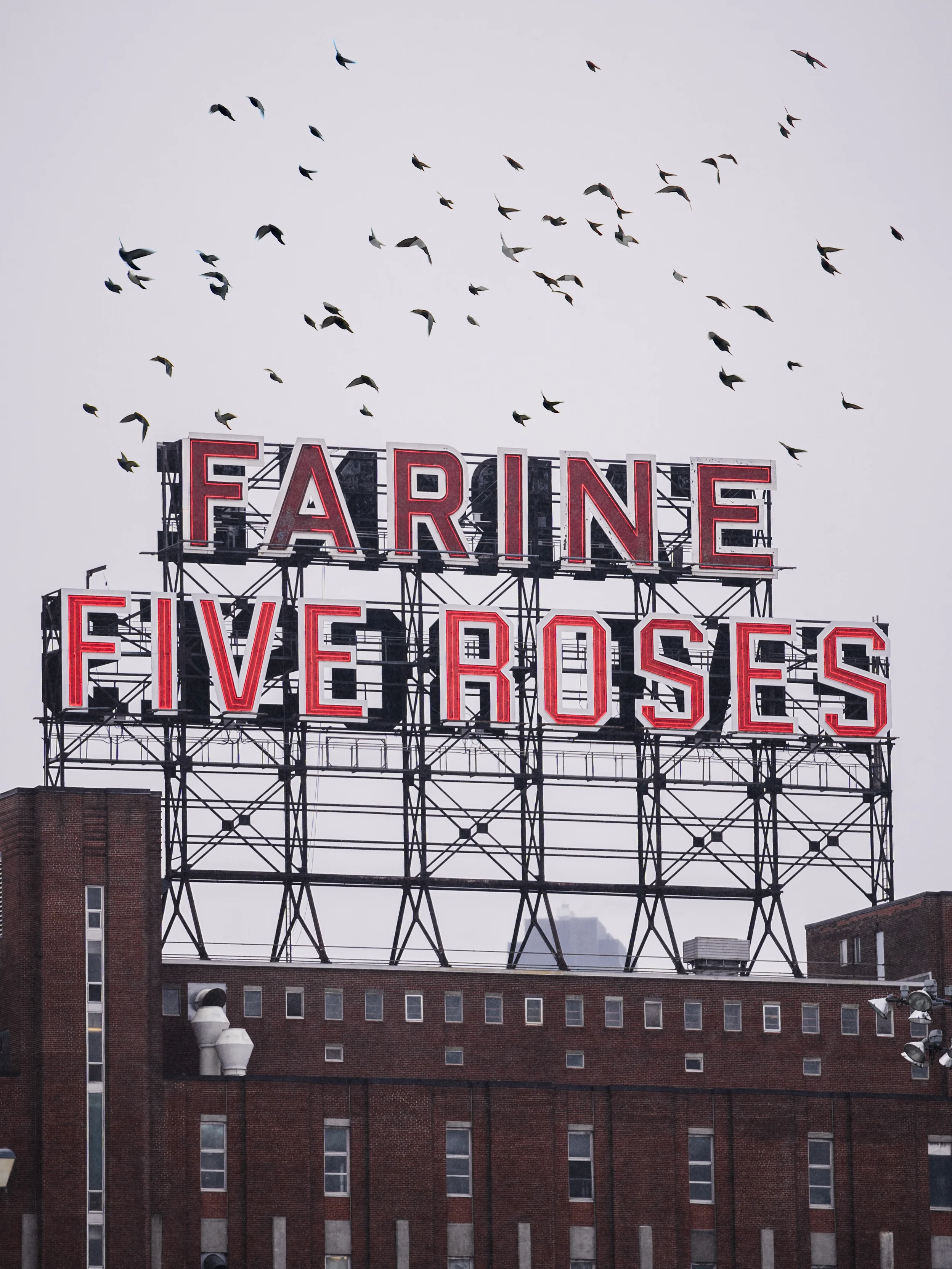 FiveRoses.jpg