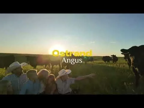 Ostrand Angus