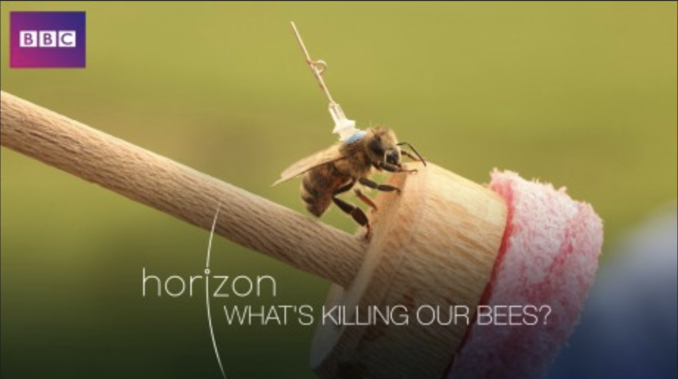 Here's What's Killing Bees—and What You Can Do
