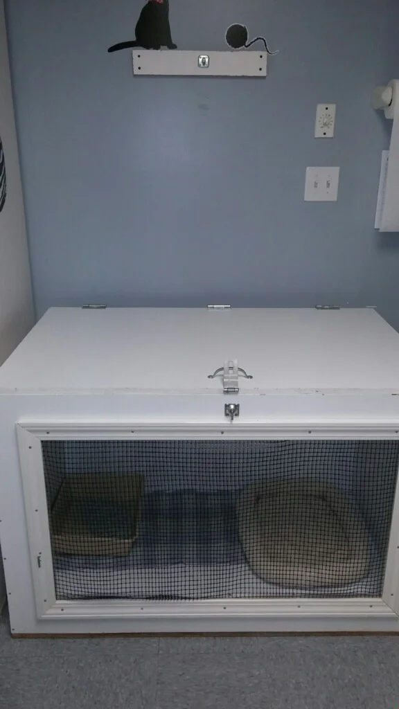 CatGroundCondo.jpg