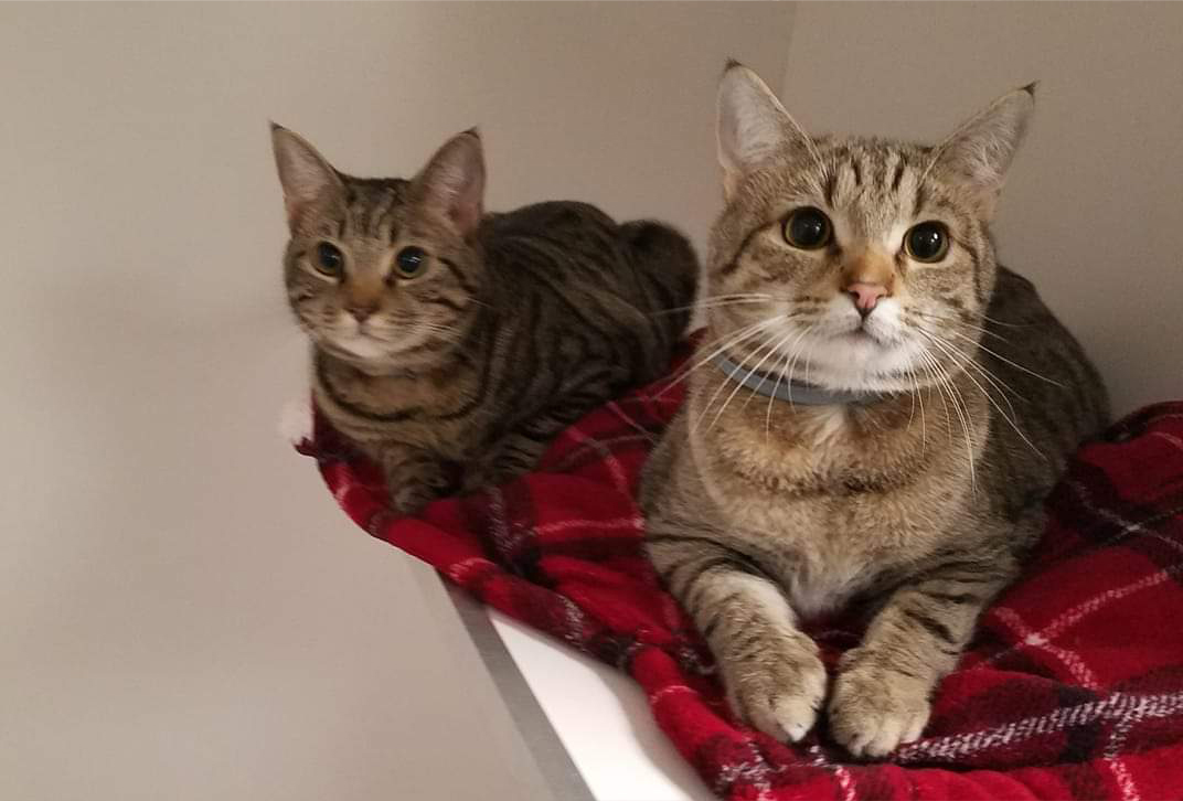 CatBoarding.jpg