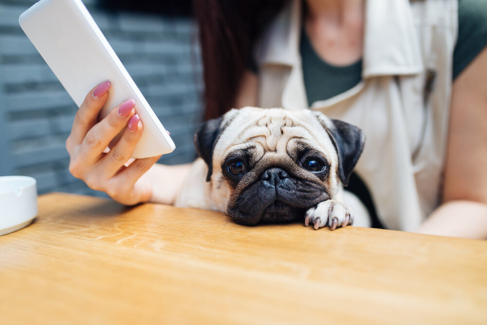 Woman with dog using cell phone